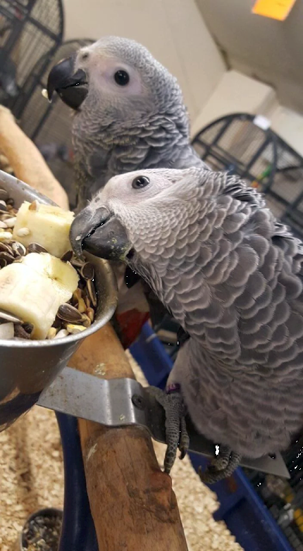 Hand-reared and Super Tamed African Grey Parrots Available.